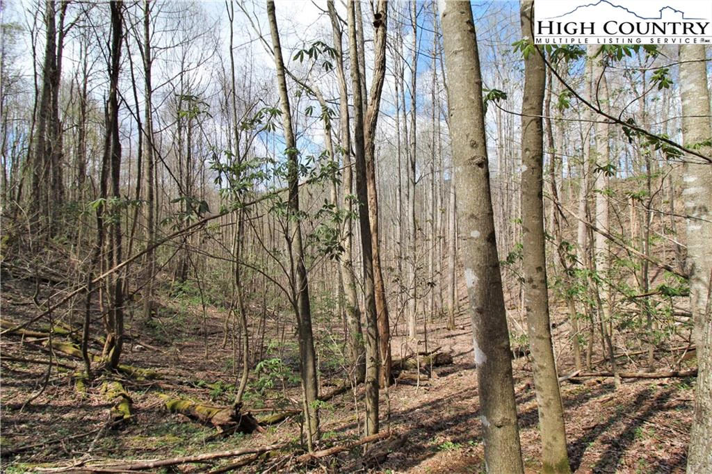Image number 2 for the current listing