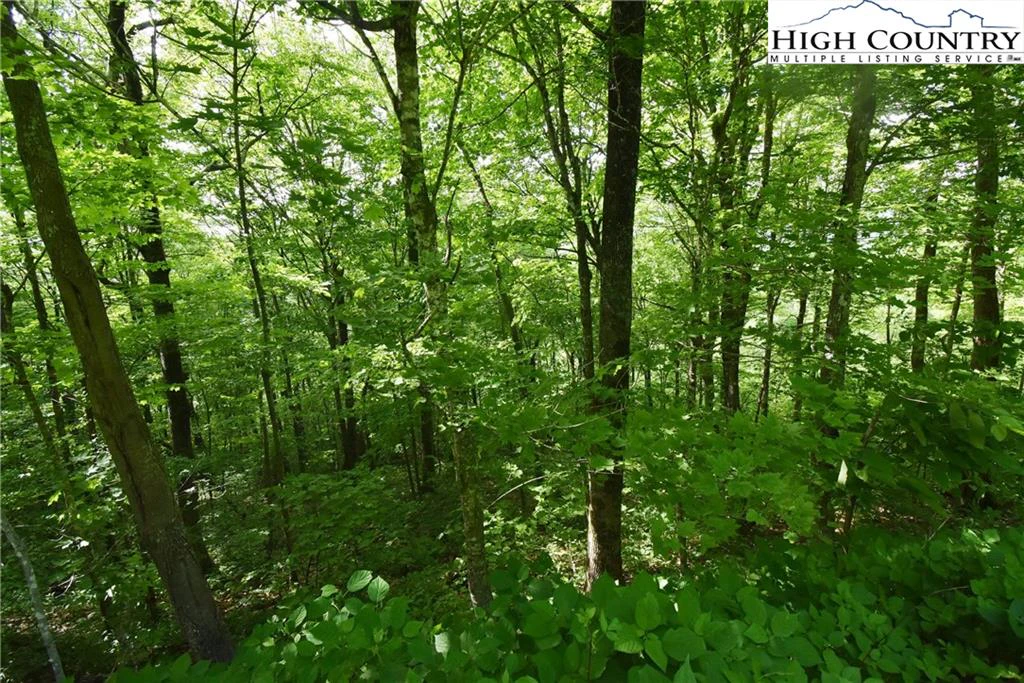 Image number 4 for the current listing
