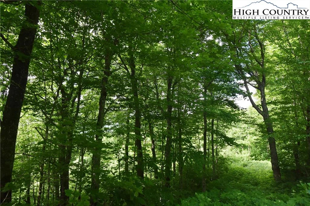 Image number 5 for the current listing