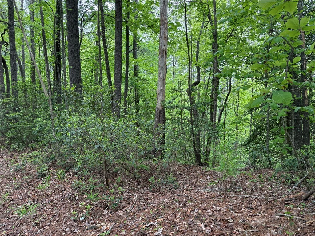 Image number 12 for the current listing