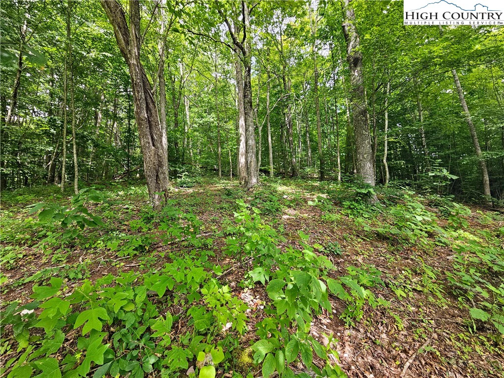 Image number 4 for the current listing