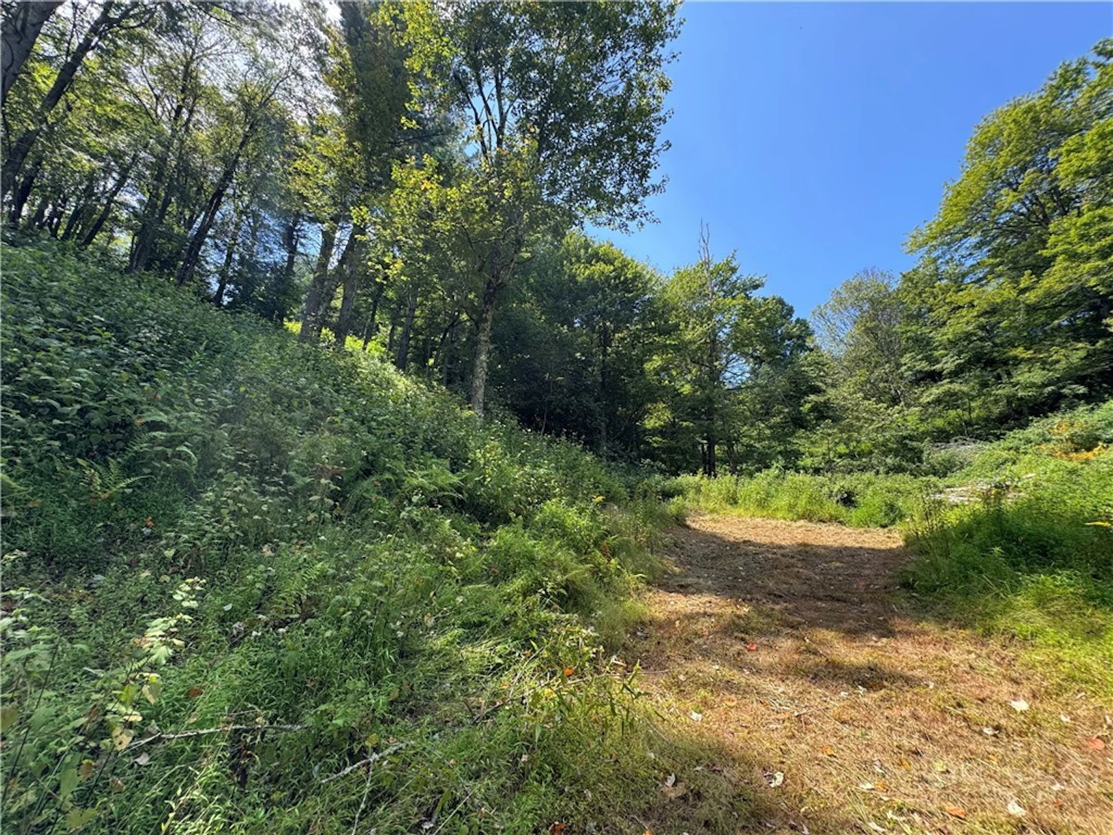 Image number 5 for the current listing