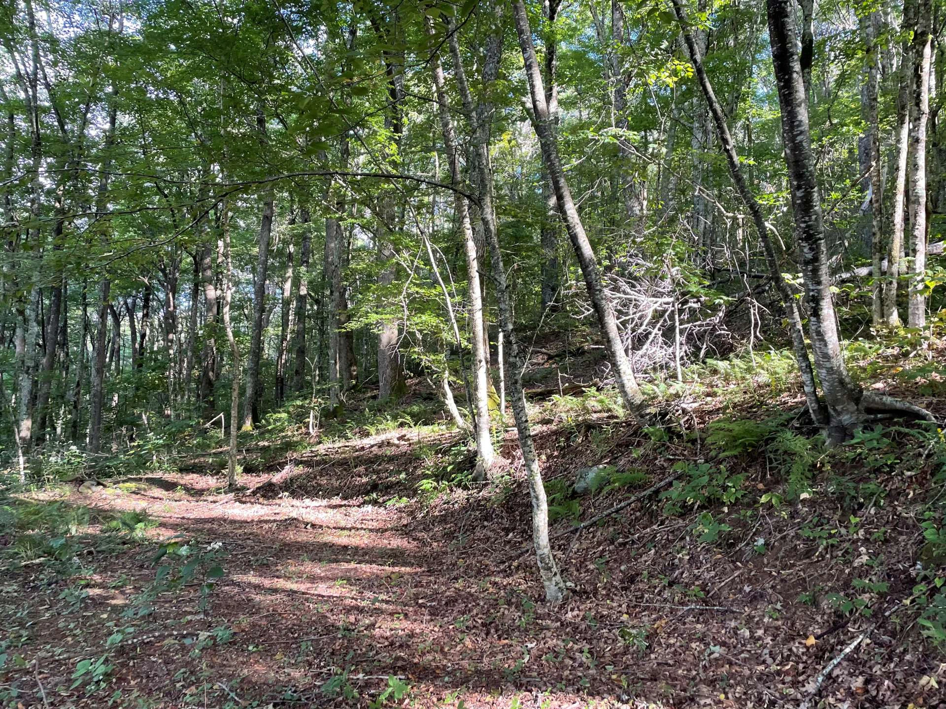 Image number 2 for the current listing
