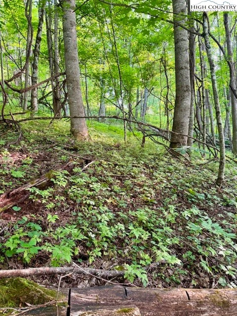Image number 2 for the current listing