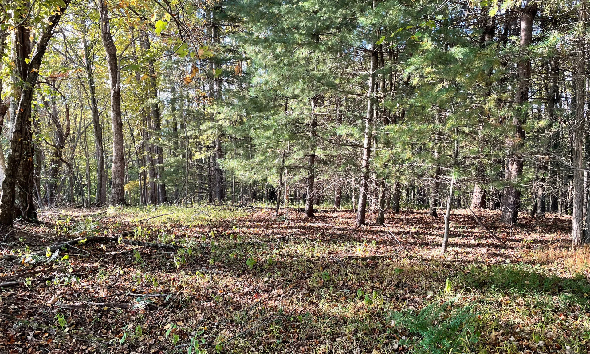 Image number 1 for the current listing