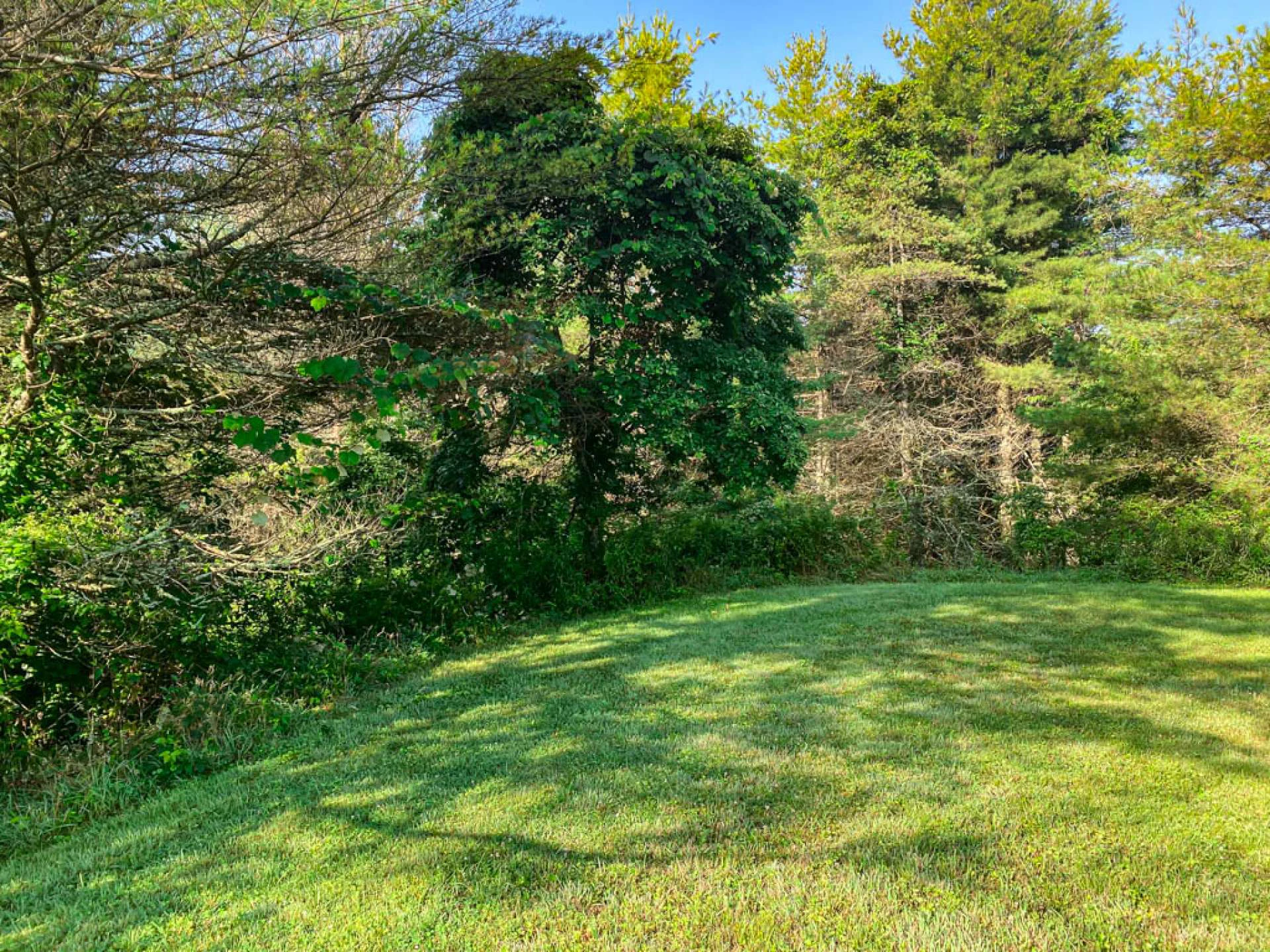 Image number 2 for the current listing