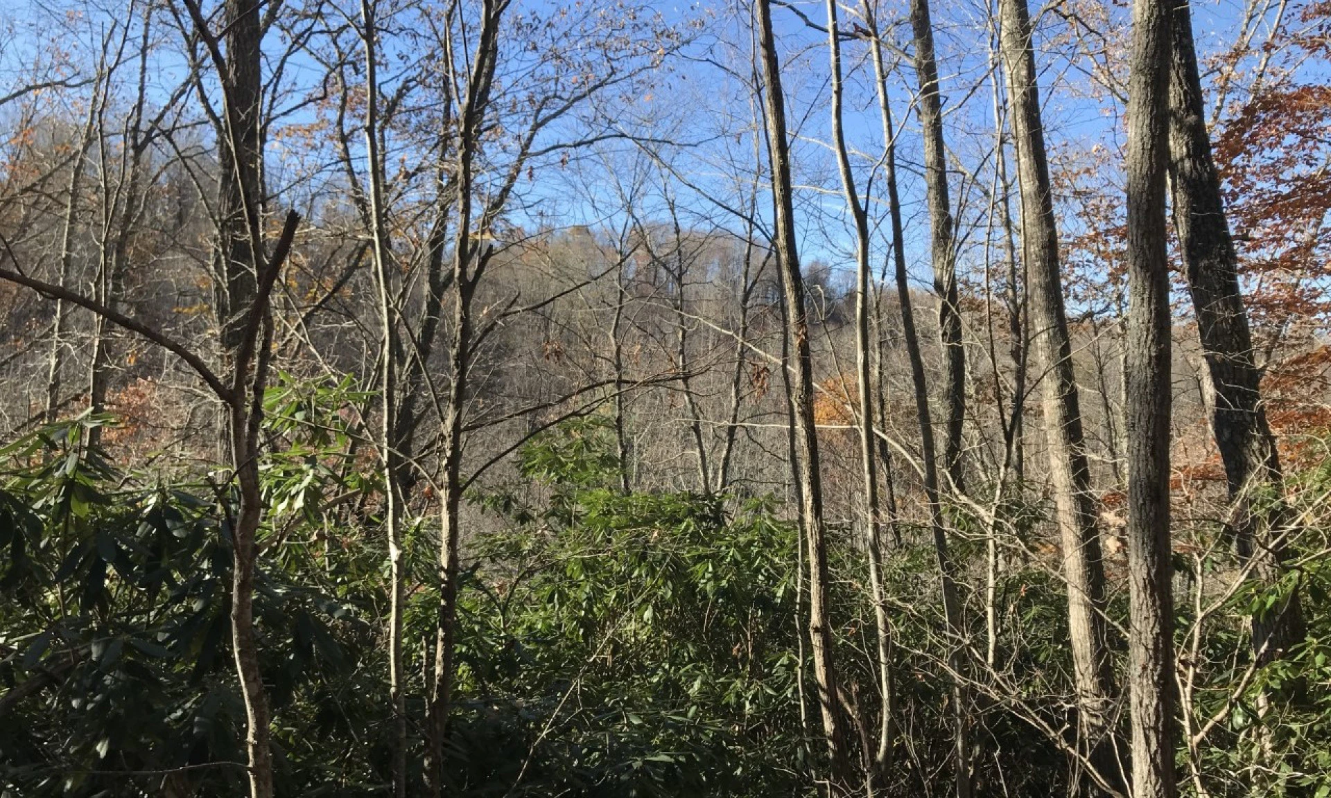 Image number 1 for the current listing