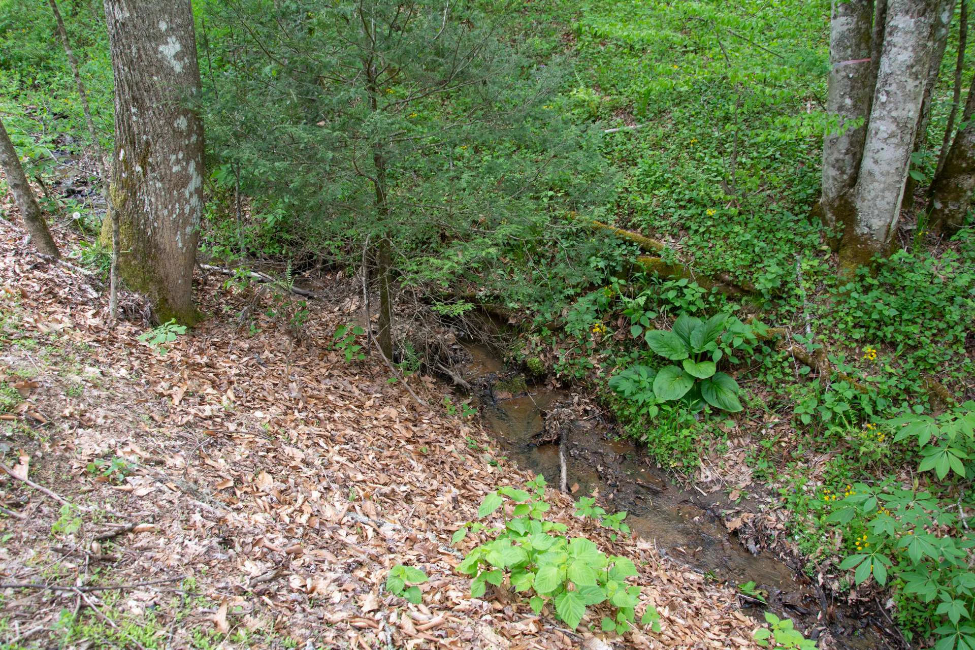 Image number 2 for the current listing