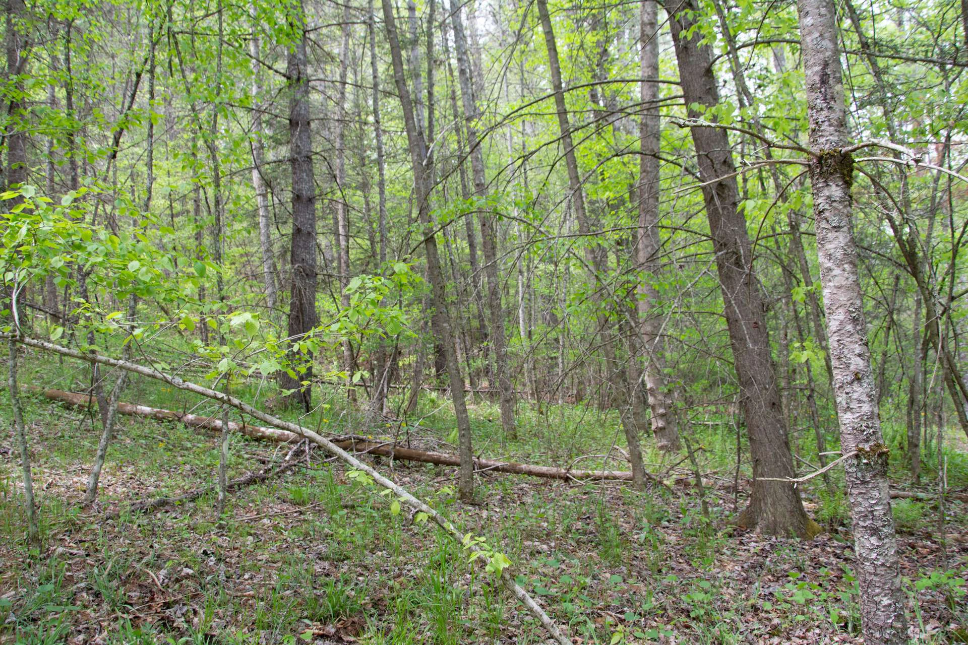 Image number 3 for the current listing
