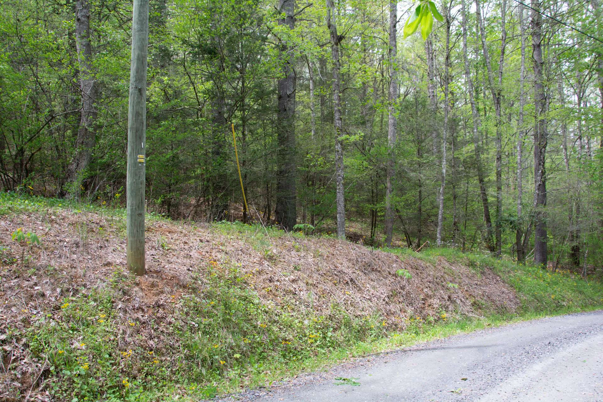 Image number 4 for the current listing