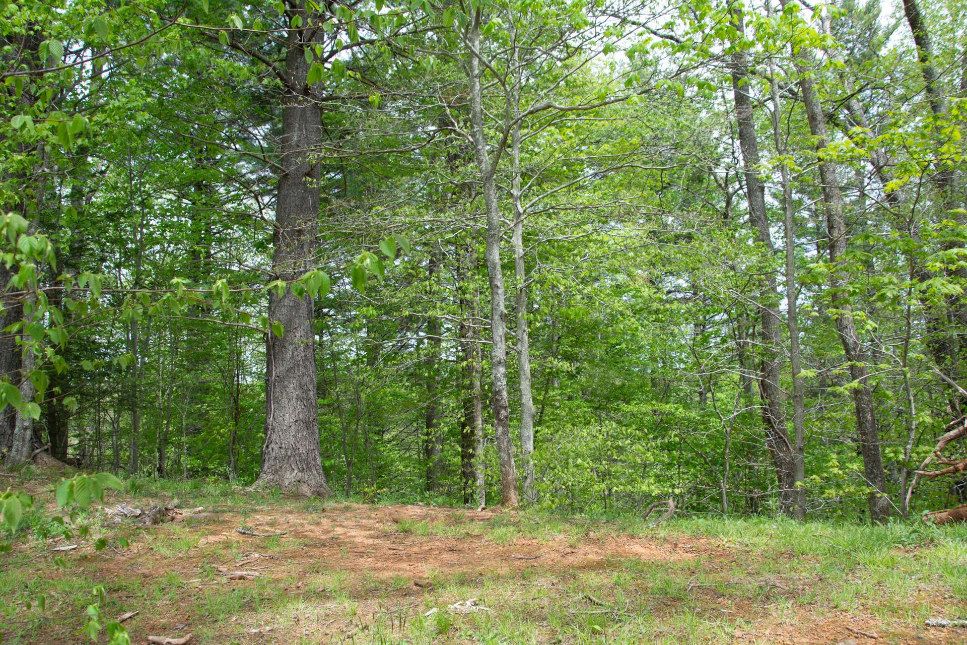 Image number 5 for the current listing