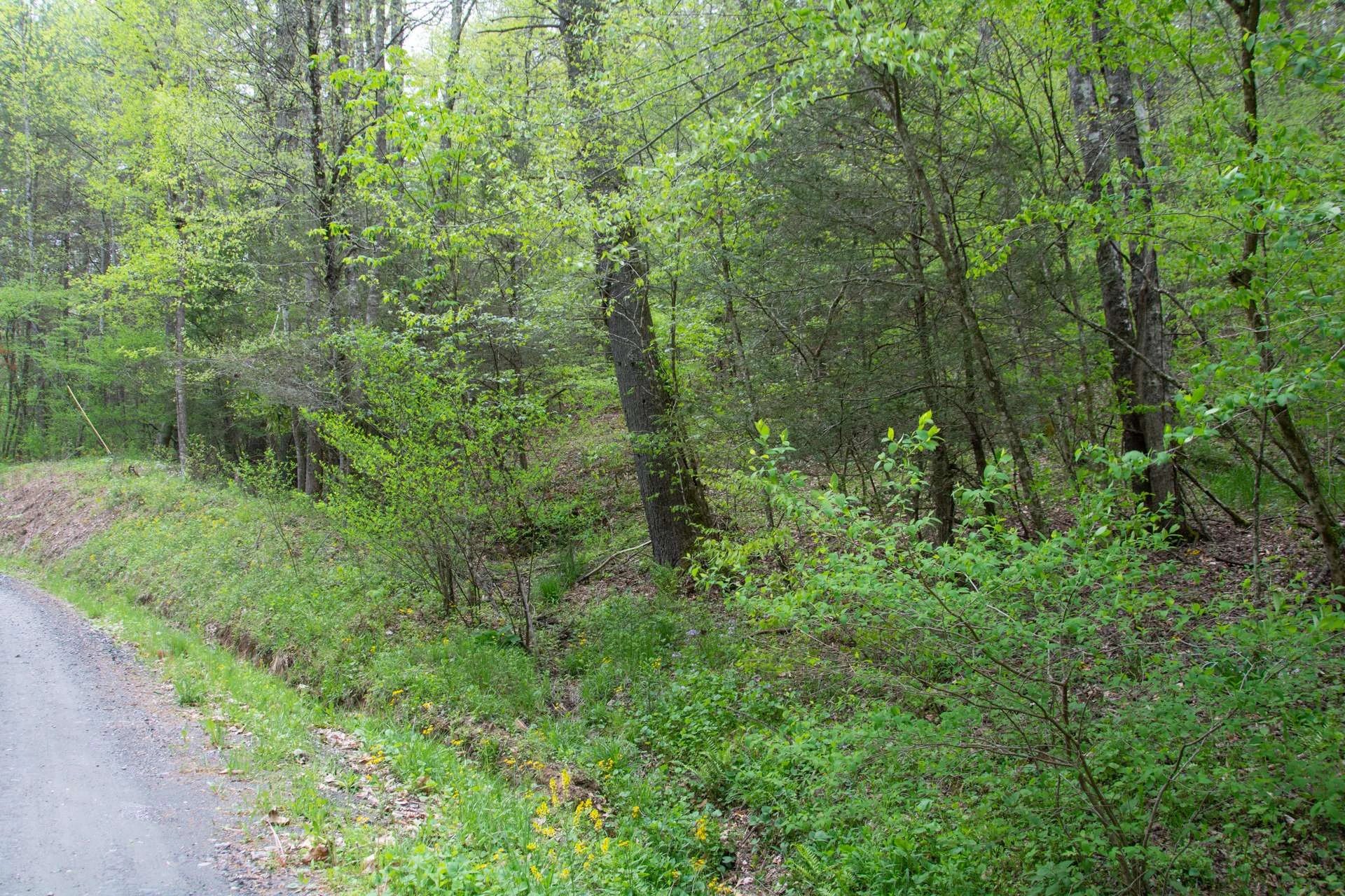 Image number 6 for the current listing