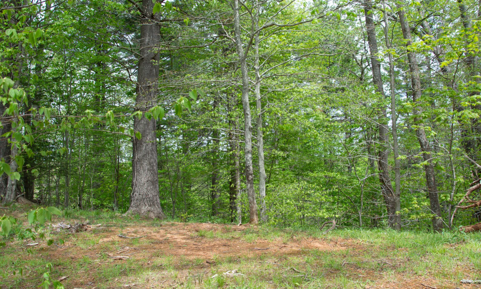 Image number 1 for the current listing