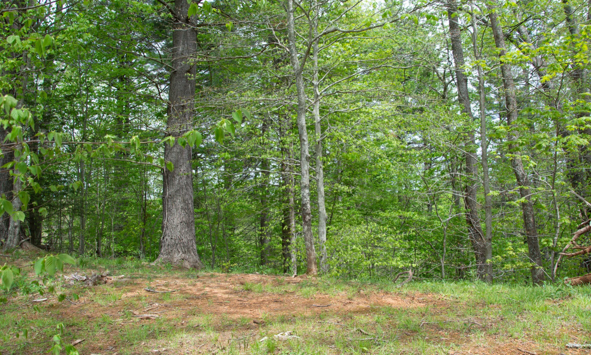 Image number 1 for the current listing