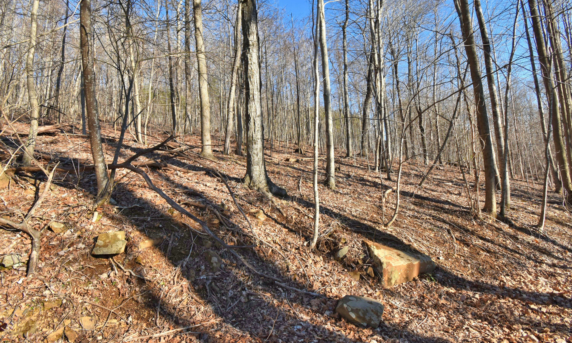 Image number 1 for the current listing