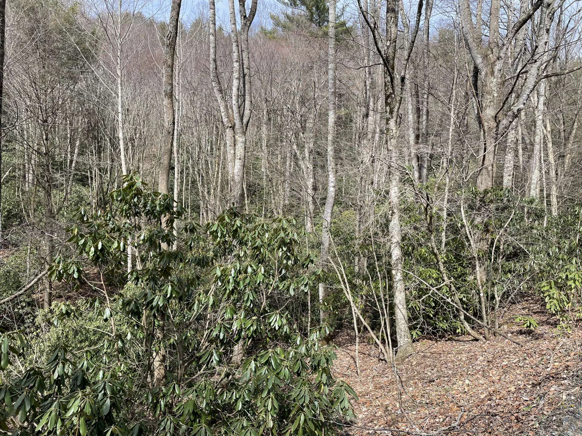 Image number 3 for the current listing