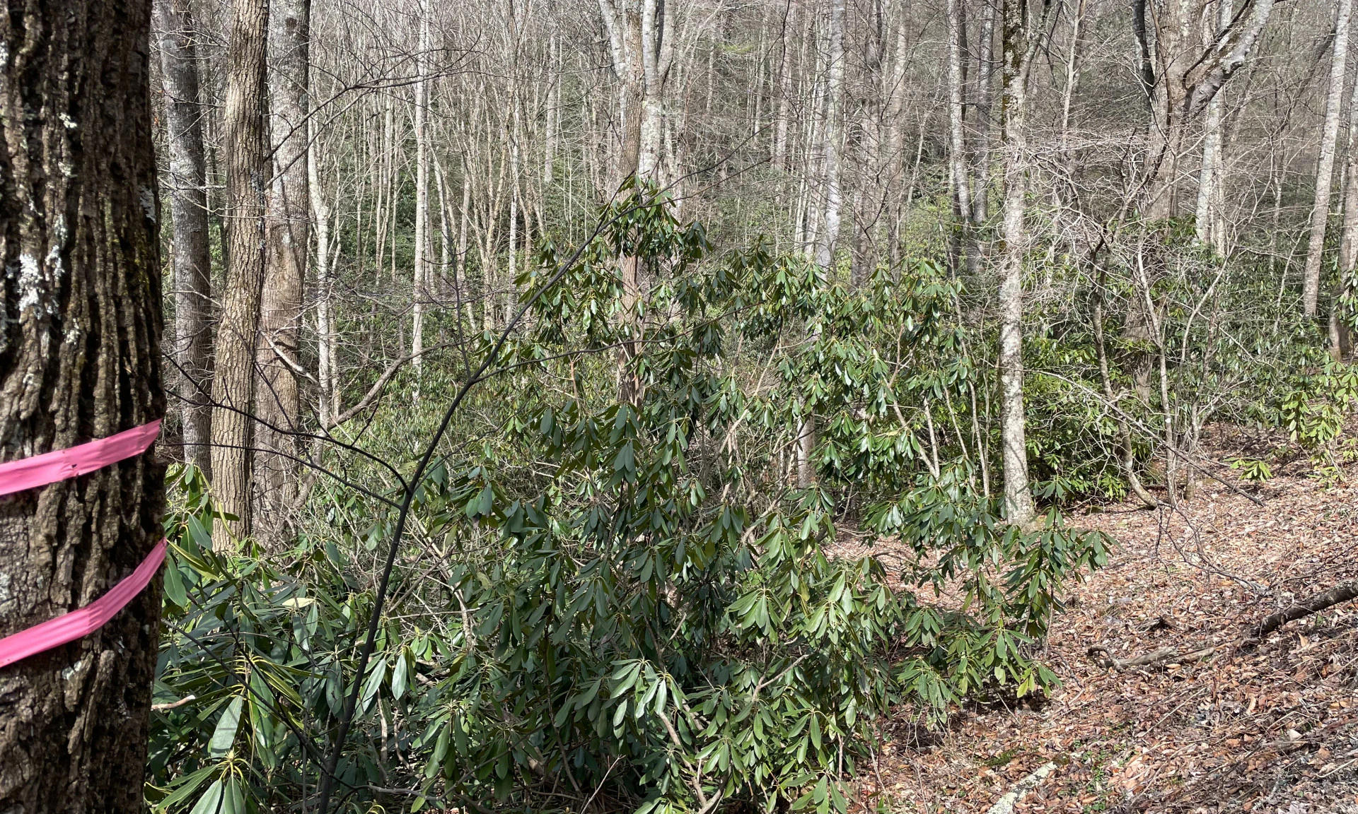 Image number 1 for the current listing