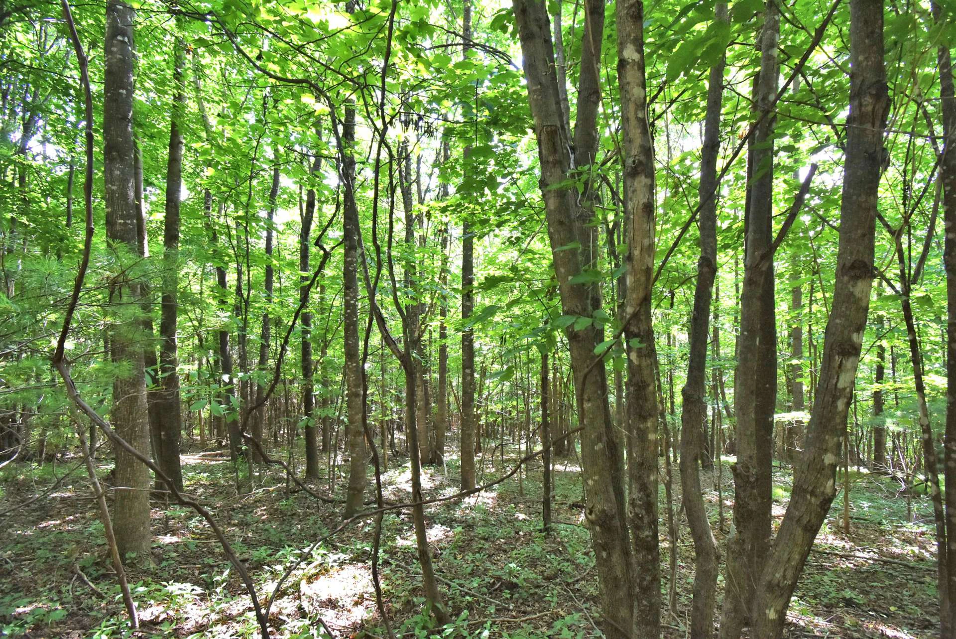 Image number 3 for the current listing