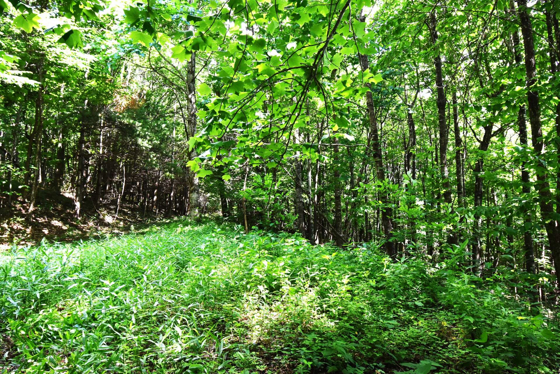 Image number 7 for the current listing