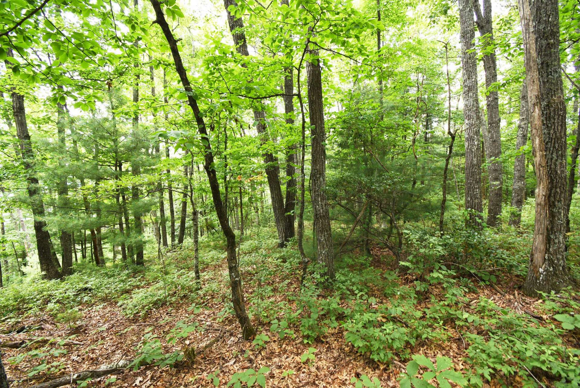 Image number 2 for the current listing