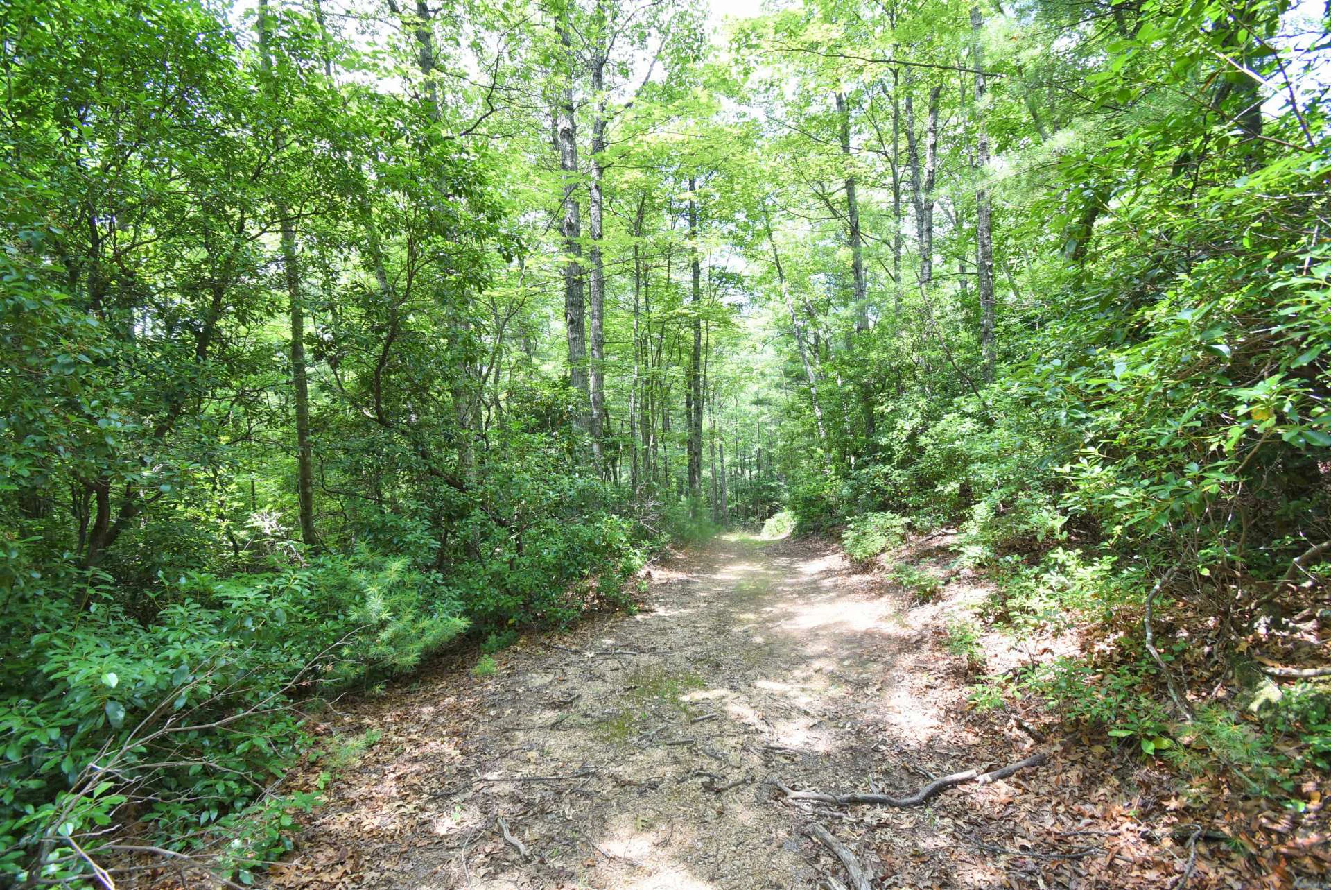 Image number 3 for the current listing