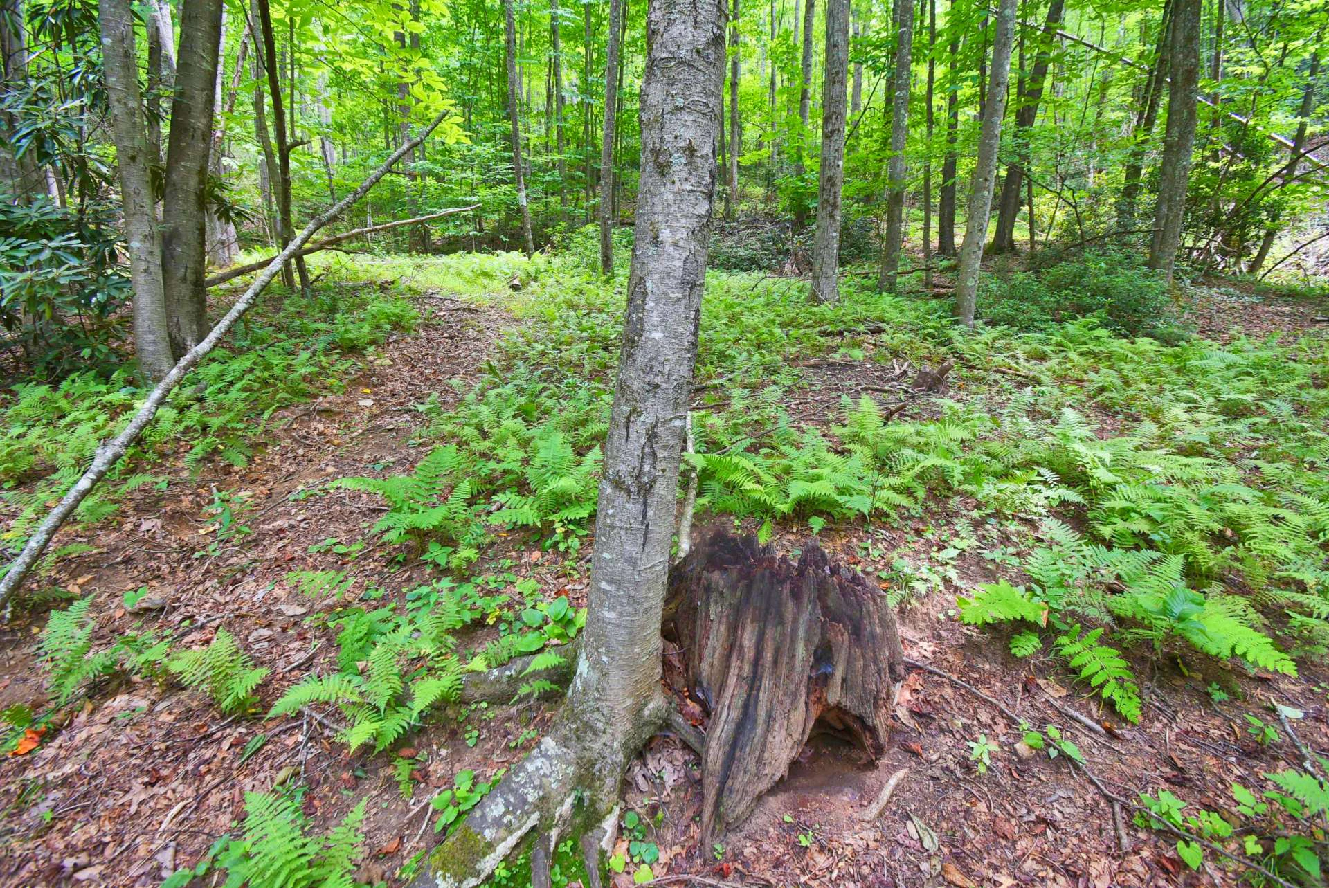 Image number 4 for the current listing