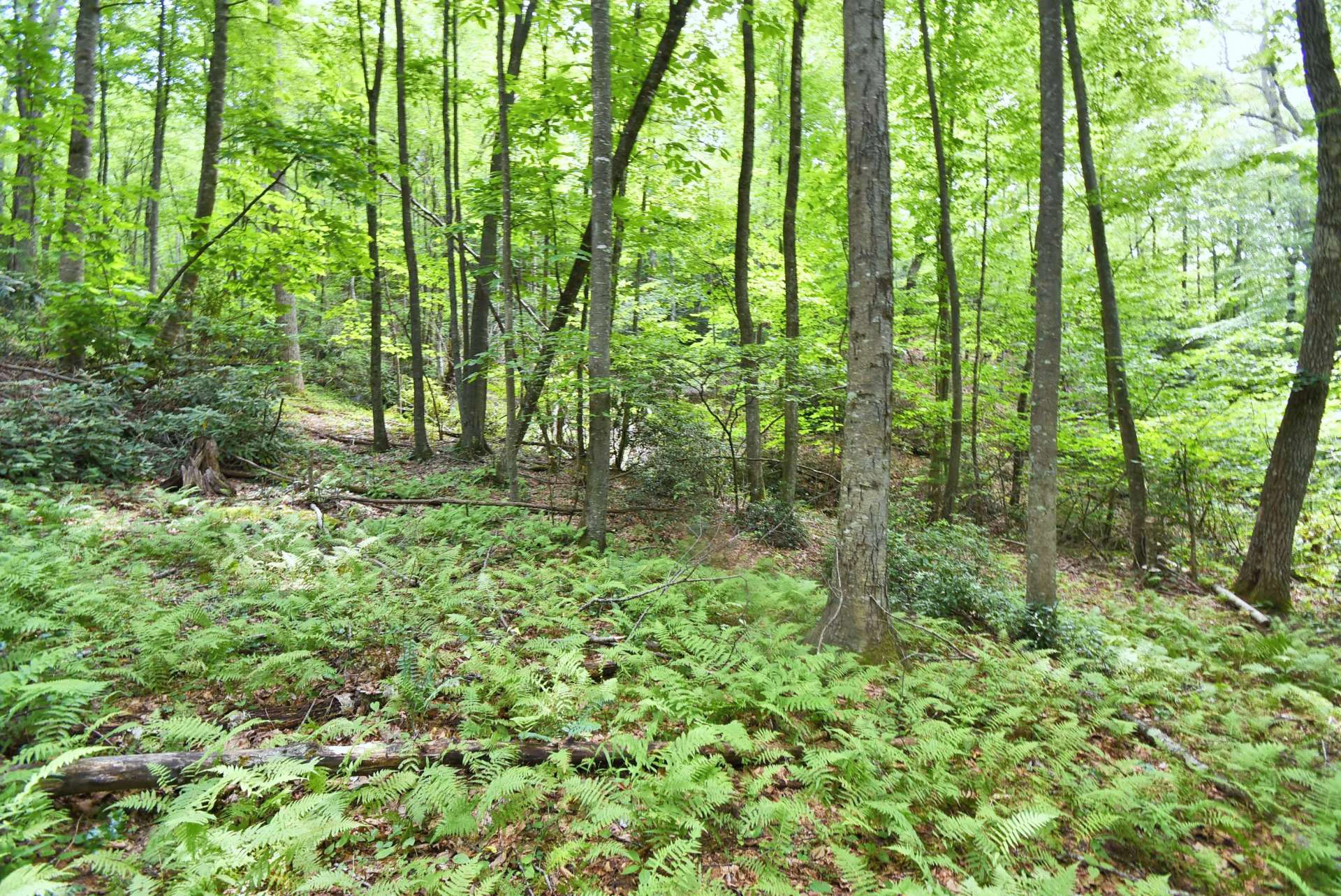 Image number 5 for the current listing