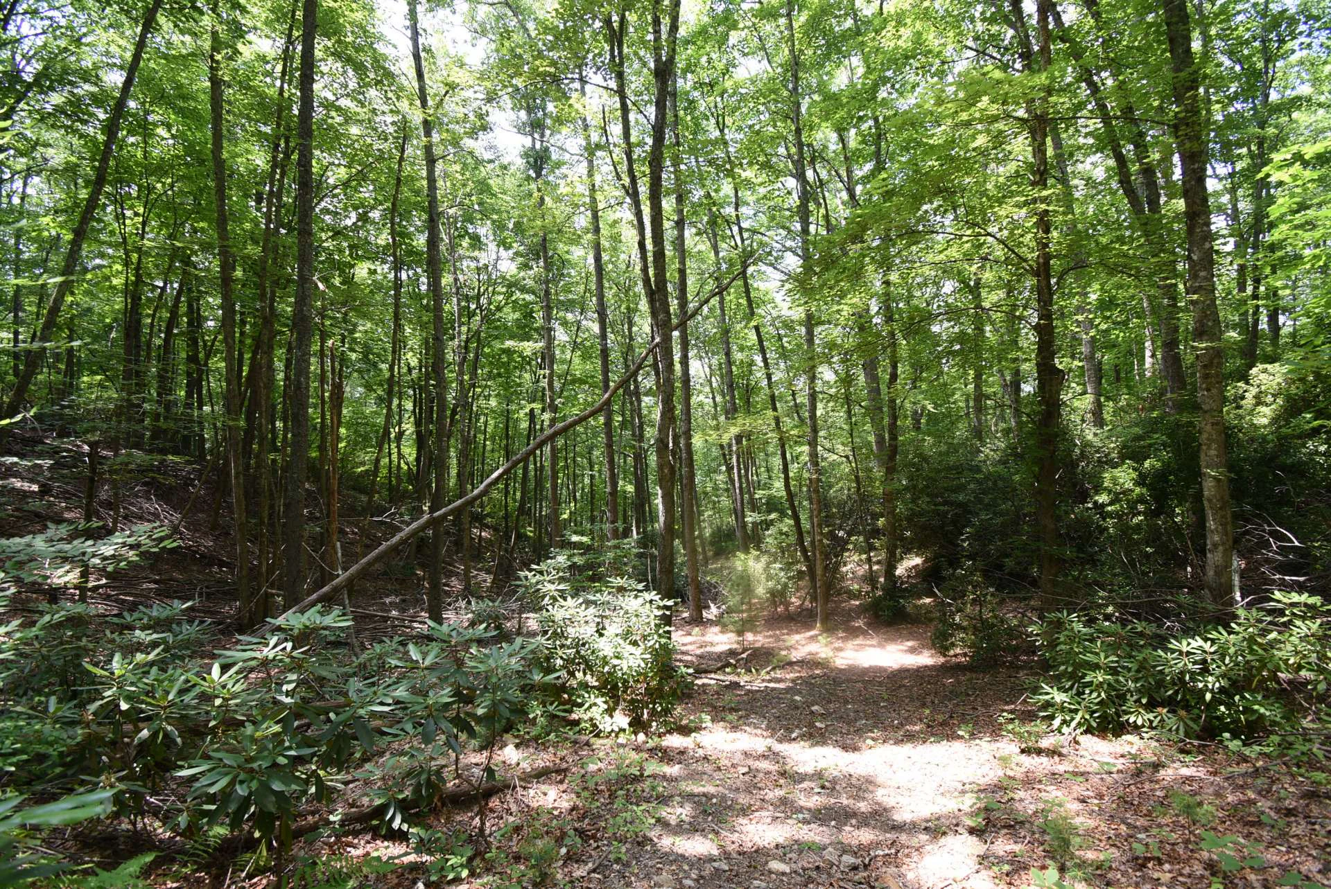 Image number 6 for the current listing
