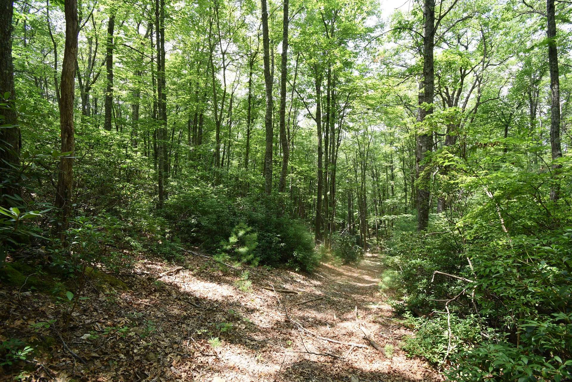 Image number 7 for the current listing