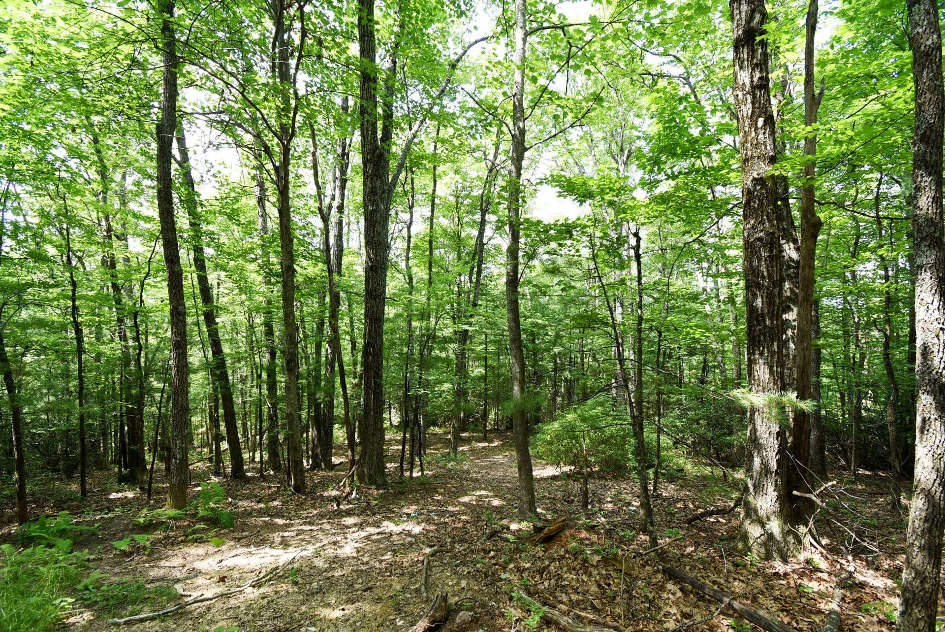 Image number 8 for the current listing