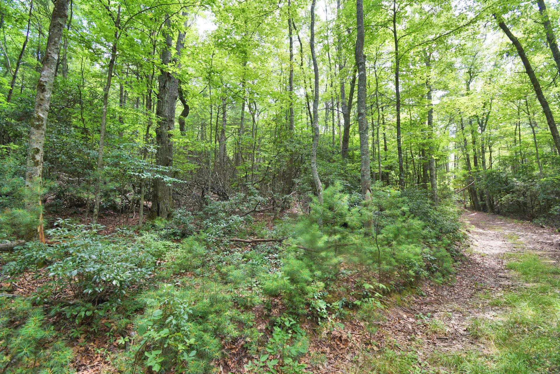 Image number 9 for the current listing