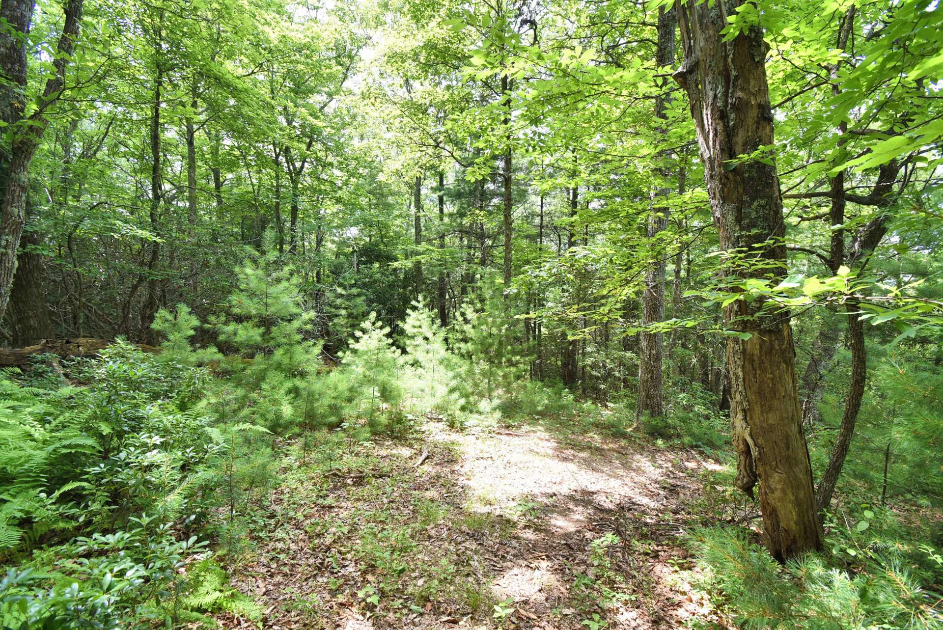 Image number 12 for the current listing