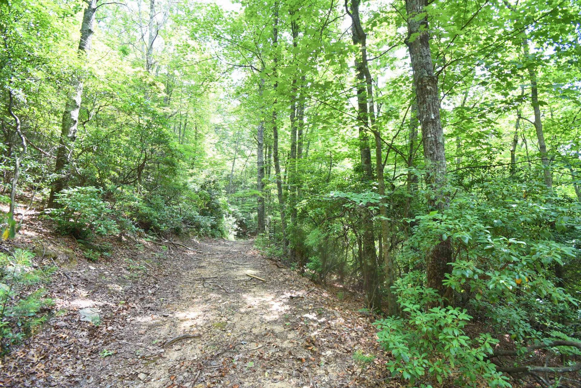 Image number 14 for the current listing