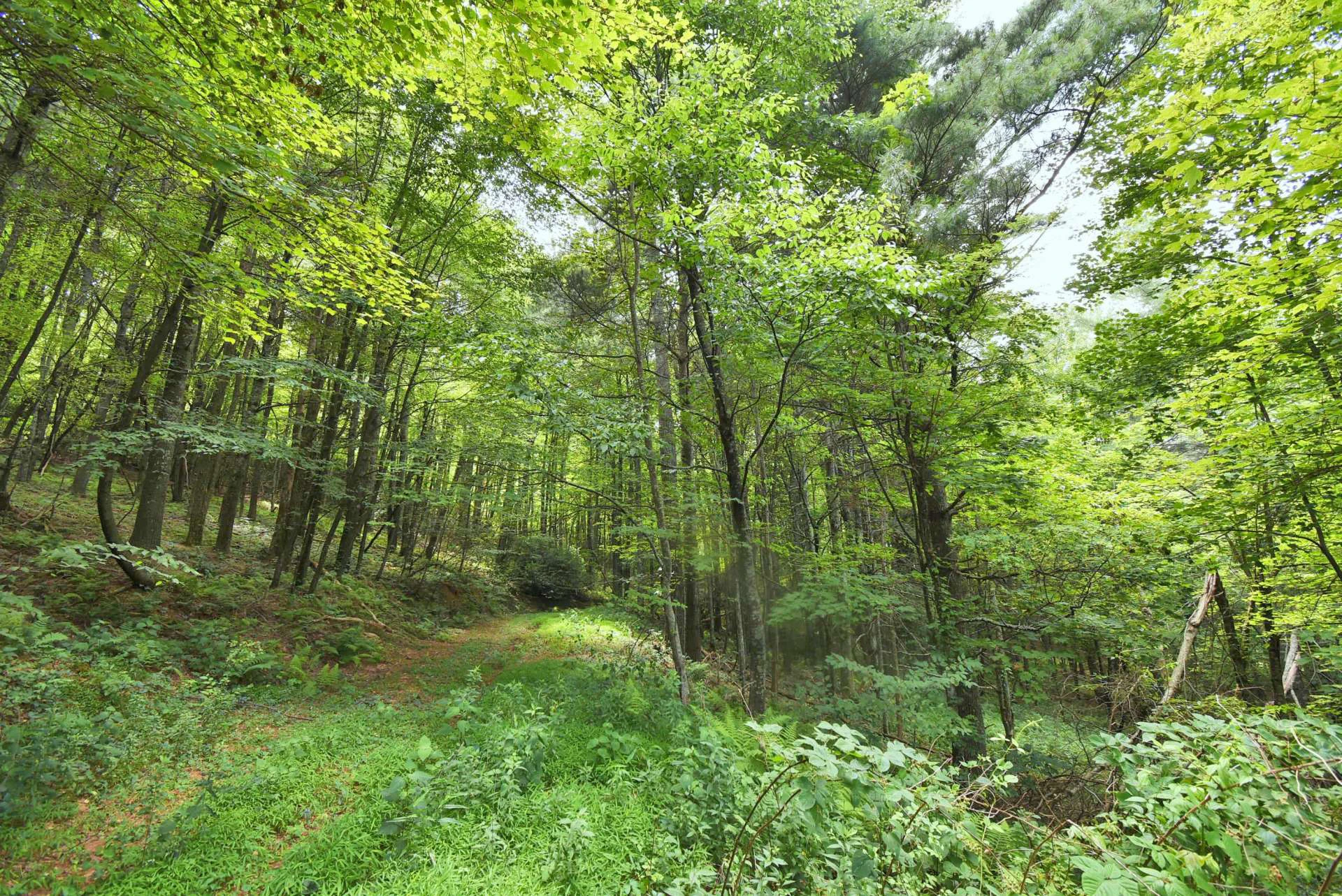 Image number 16 for the current listing