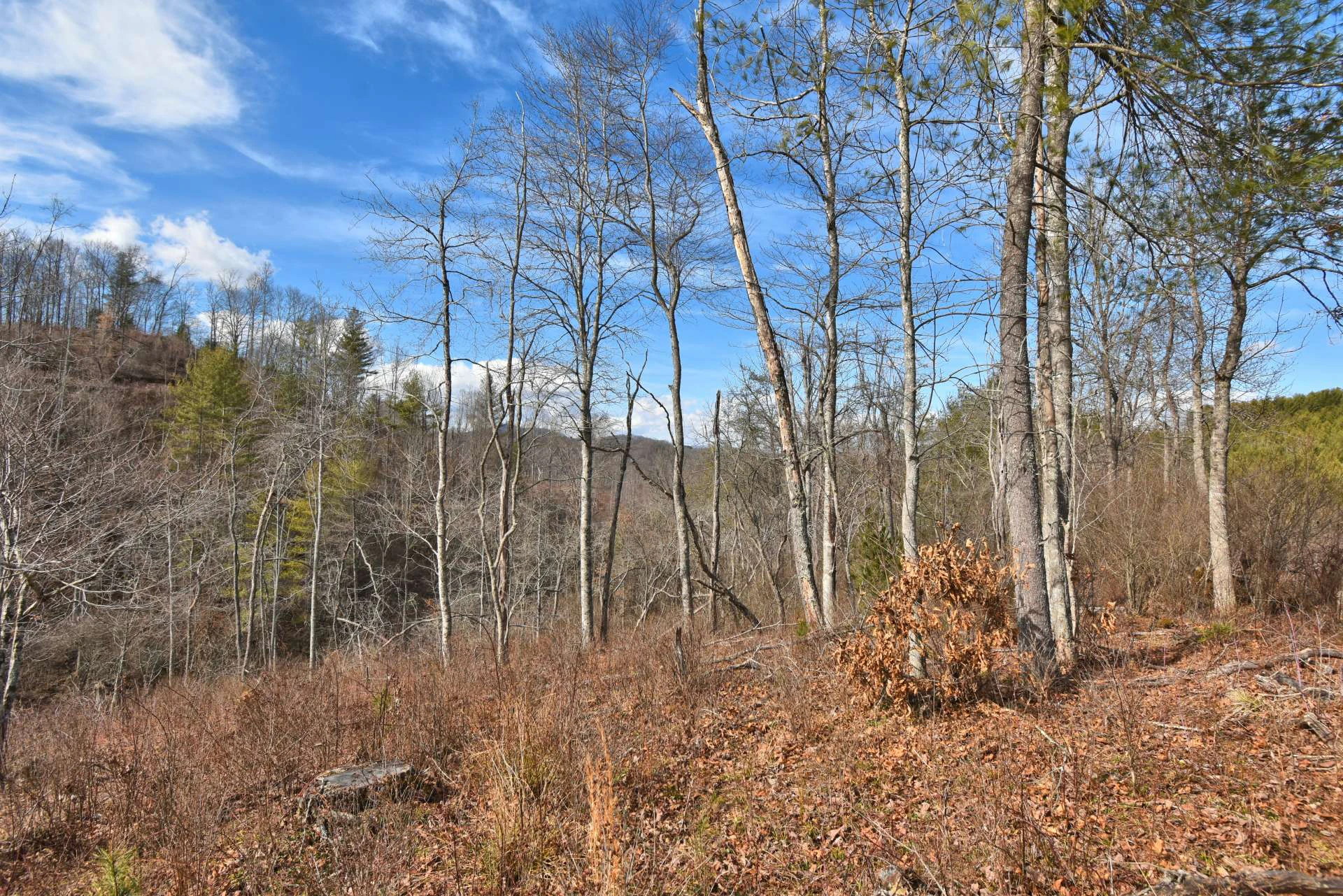 Image number 21 for the current listing