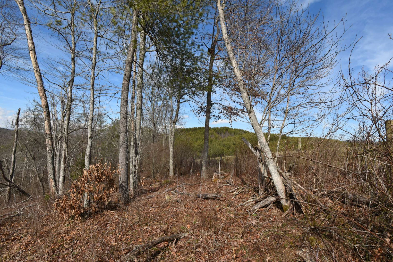 Image number 20 for the current listing