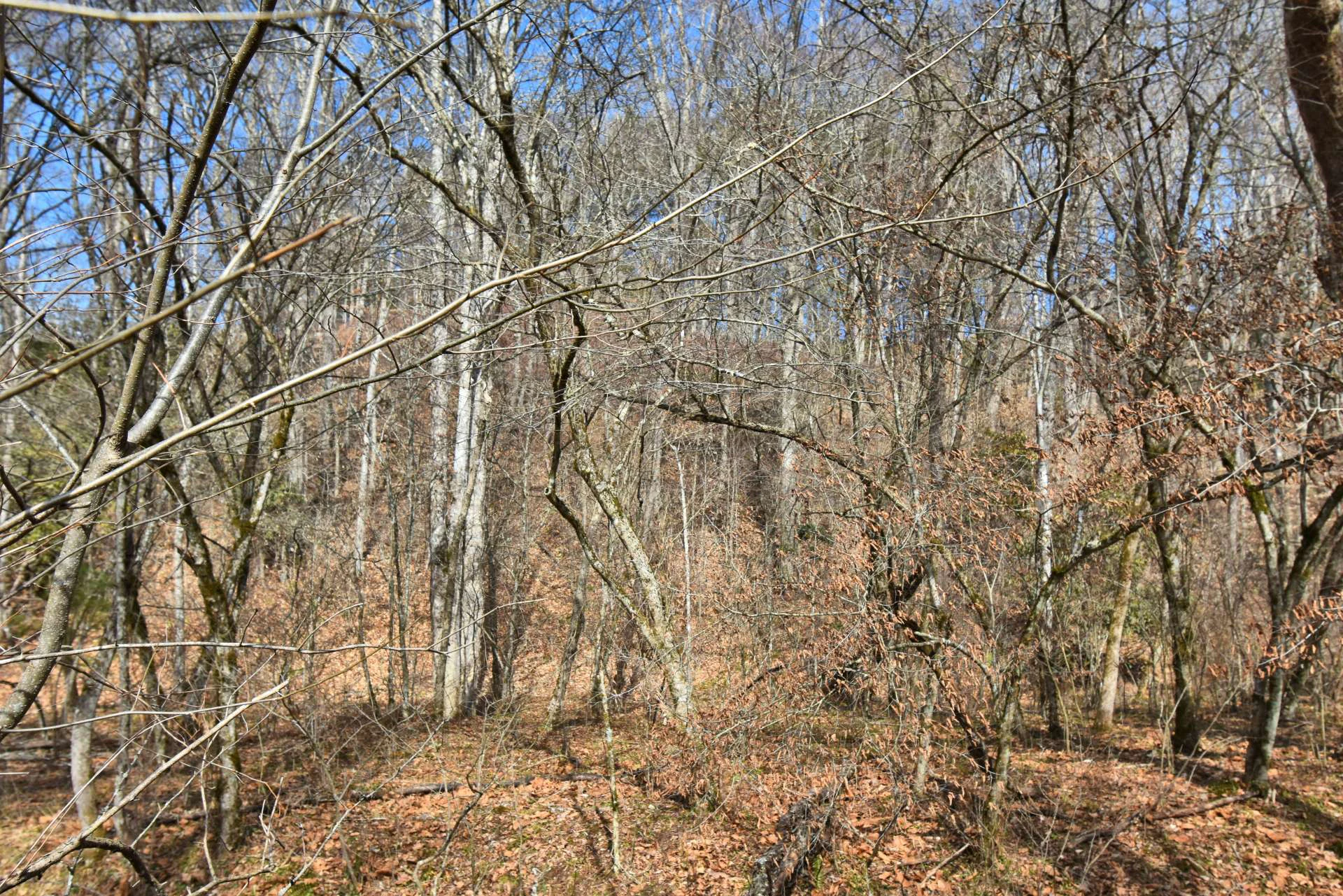Image number 13 for the current listing