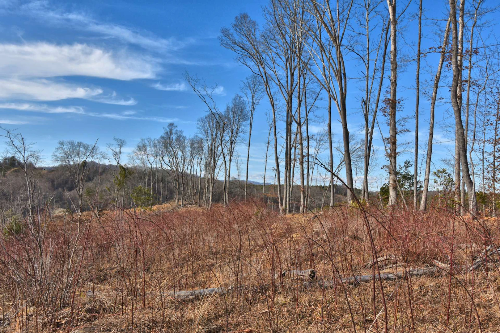 Image number 12 for the current listing