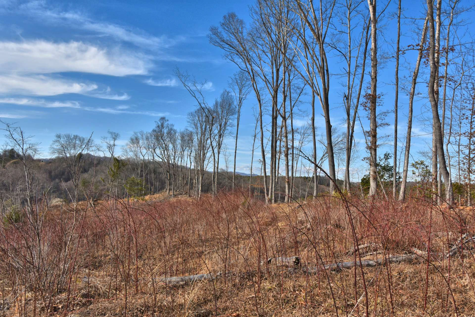Image number 12 for the current listing