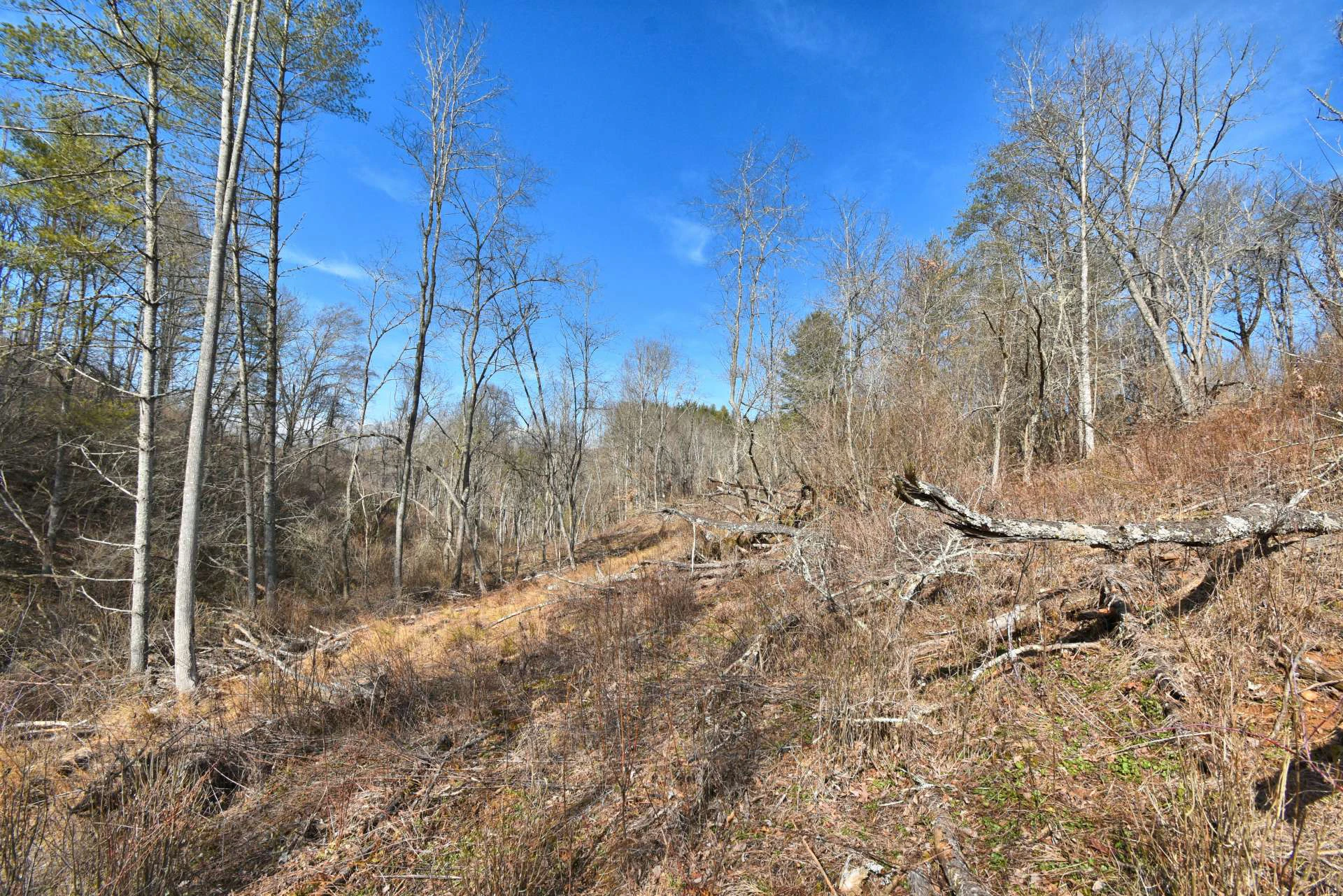 Image number 11 for the current listing