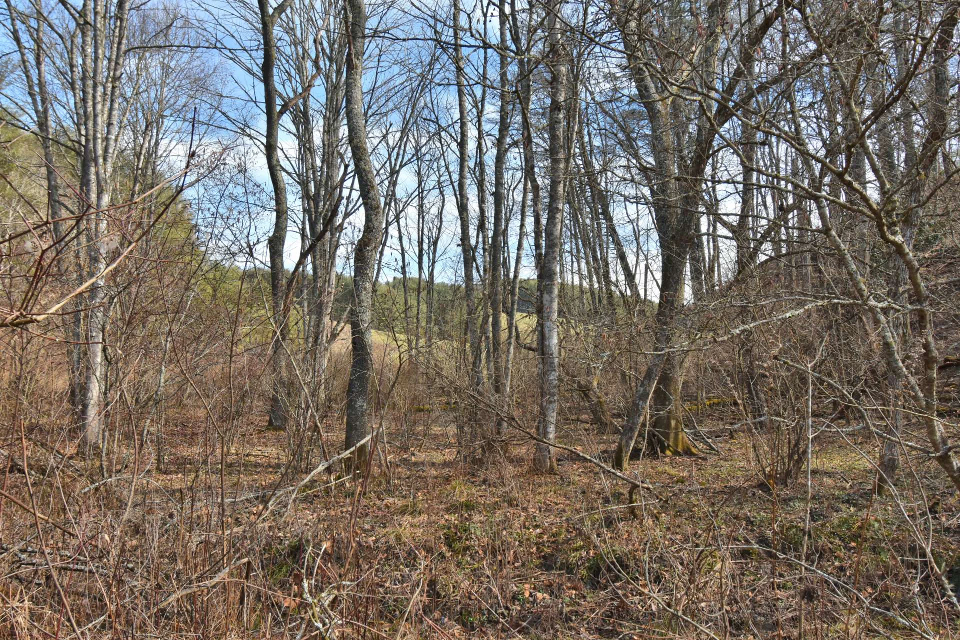 Image number 5 for the current listing