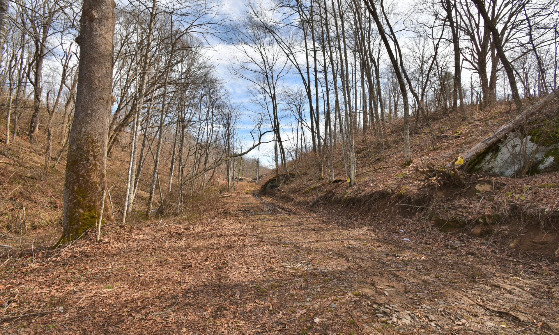 Image number 1 for the current listing
