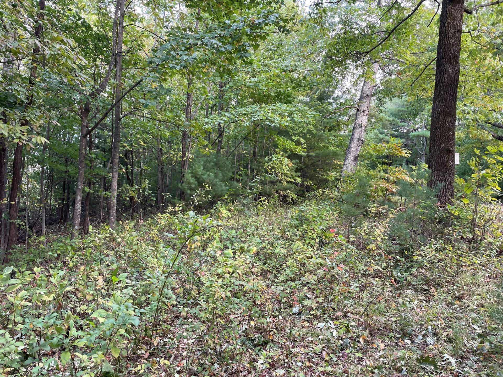 Image number 2 for the current listing
