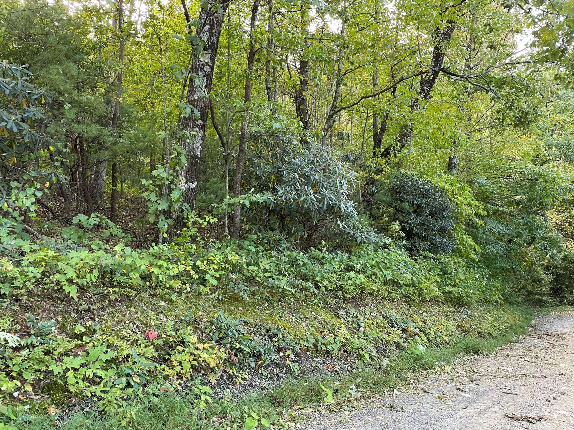 Image number 3 for the current listing
