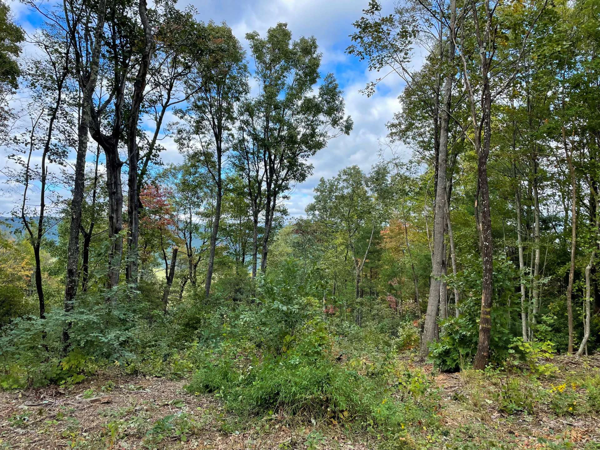 Image number 4 for the current listing