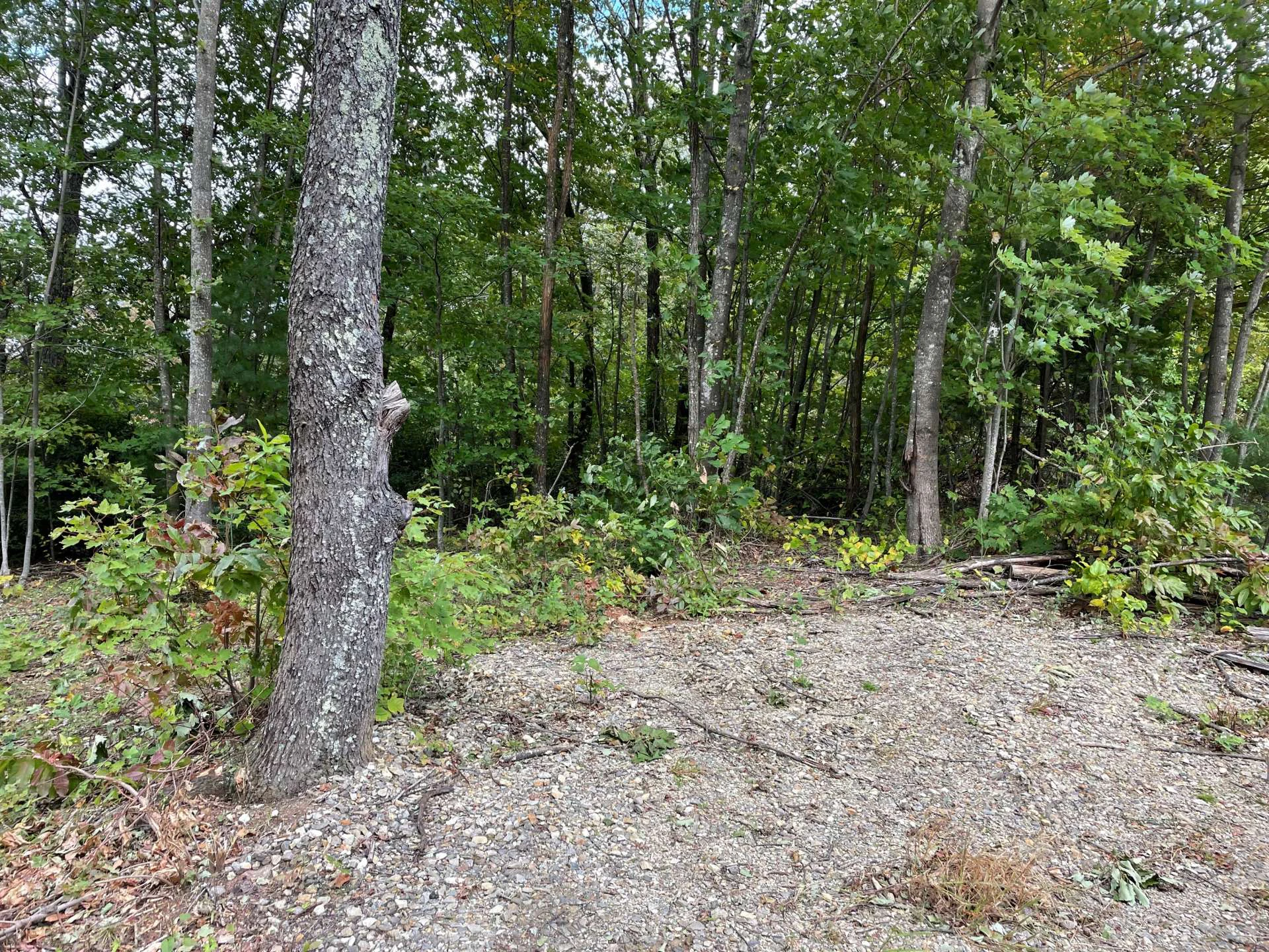 Image number 5 for the current listing