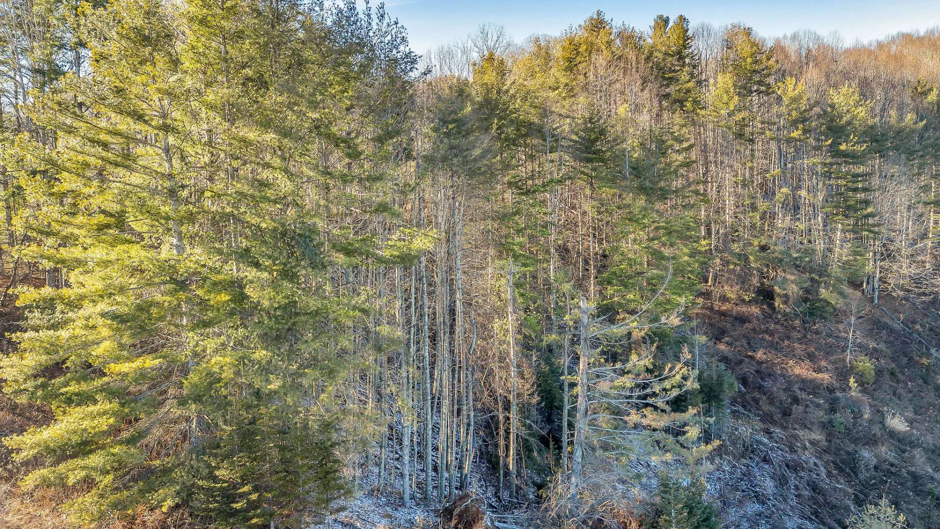 Image number 4 for the current listing