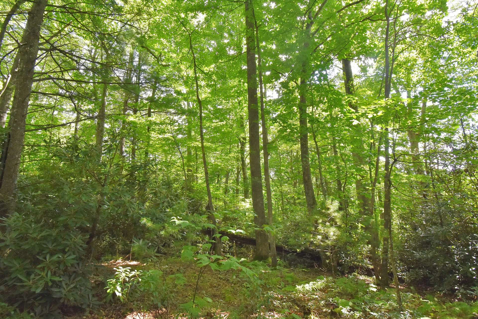 Image number 4 for the current listing