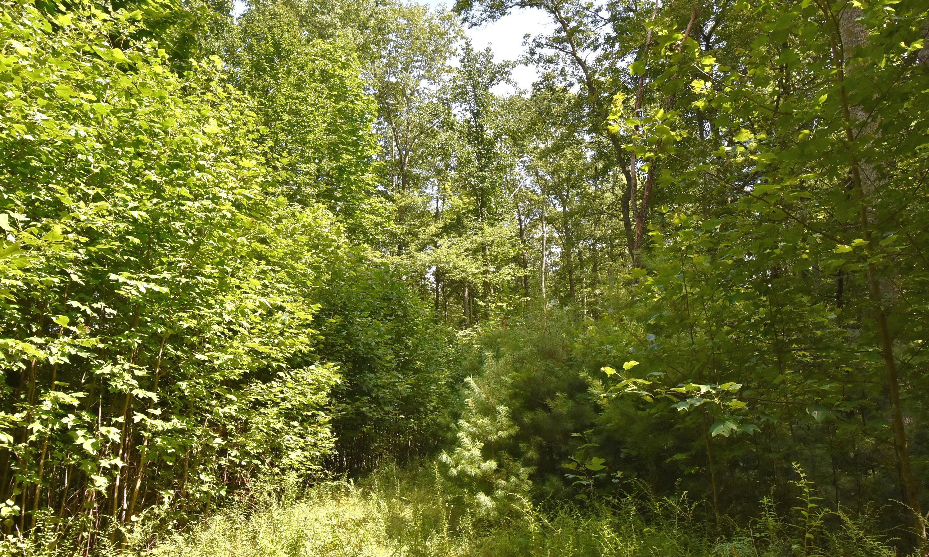 Image number 1 for the current listing