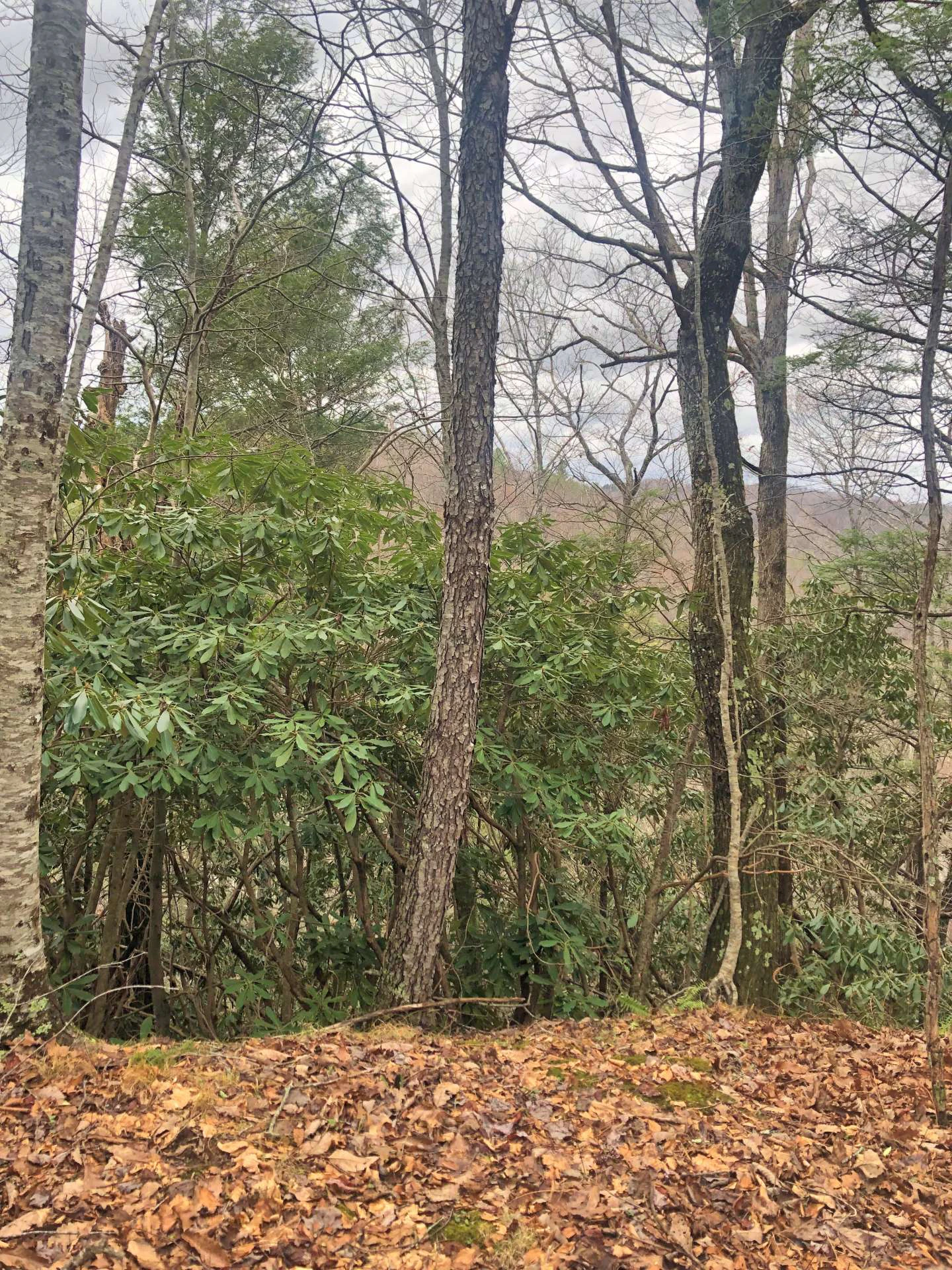 Image number 7 for the current listing